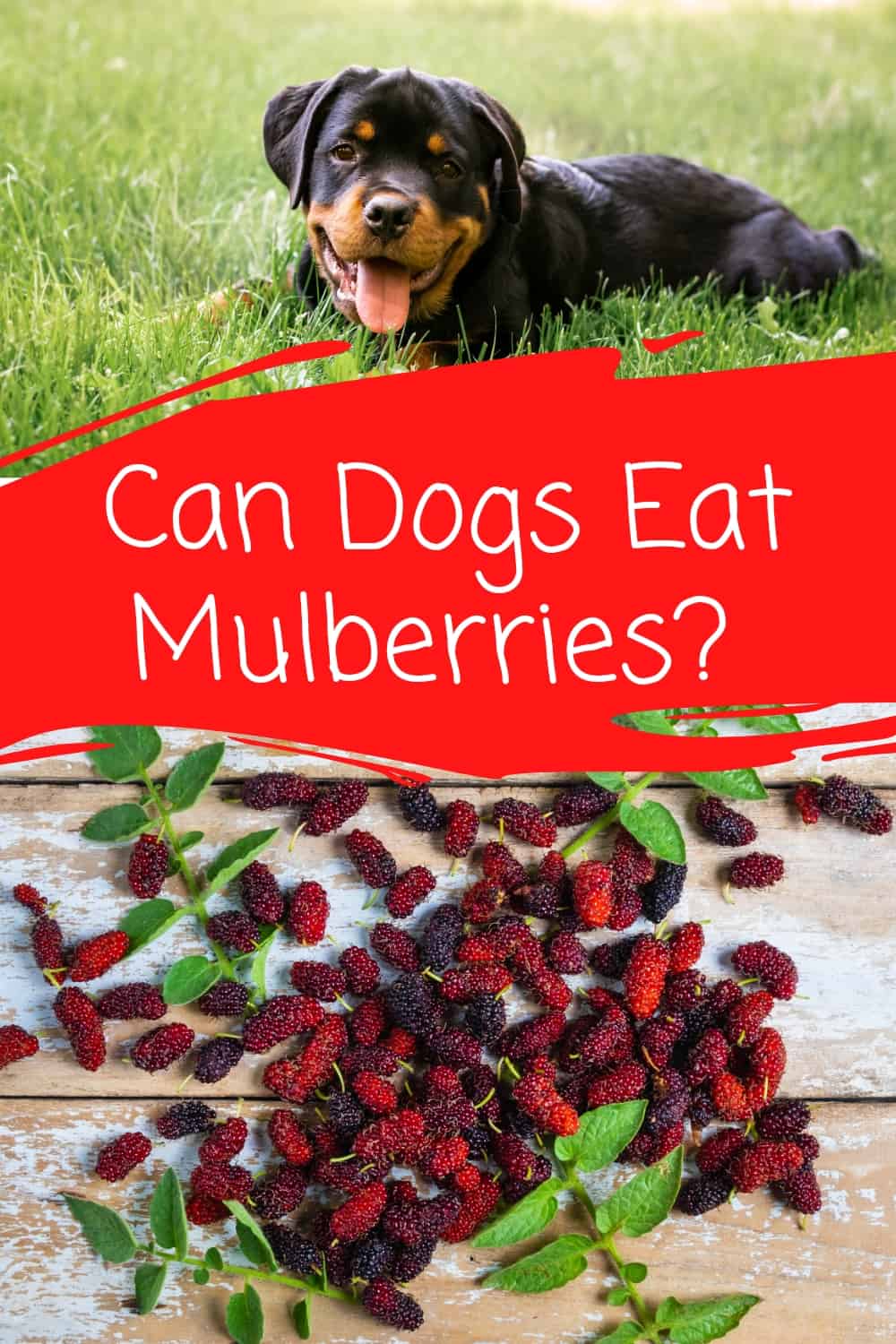 Can Dogs Eat Mulberries Safely? Nutritional Guide