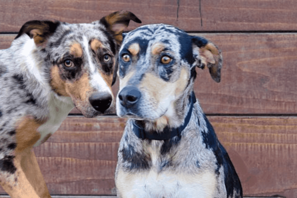Catahoula Blue Heeler Mix Also Known As Catahoula Australian Cattle Dog Mix