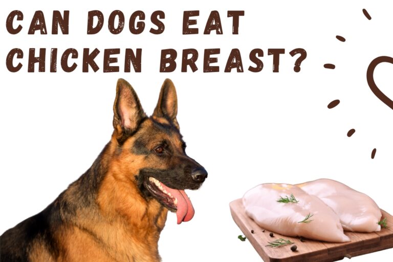 Can Dogs Eat Chicken Breast? What You Need To Know!