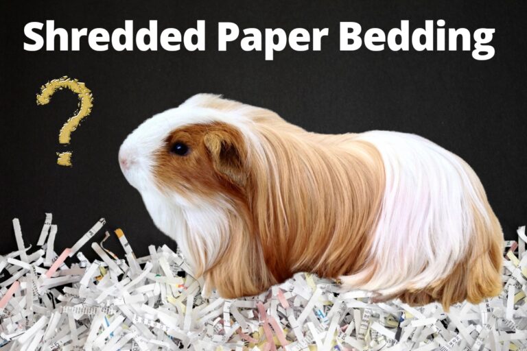 Can You Use Shredded Paper For Guinea Pig Bedding?