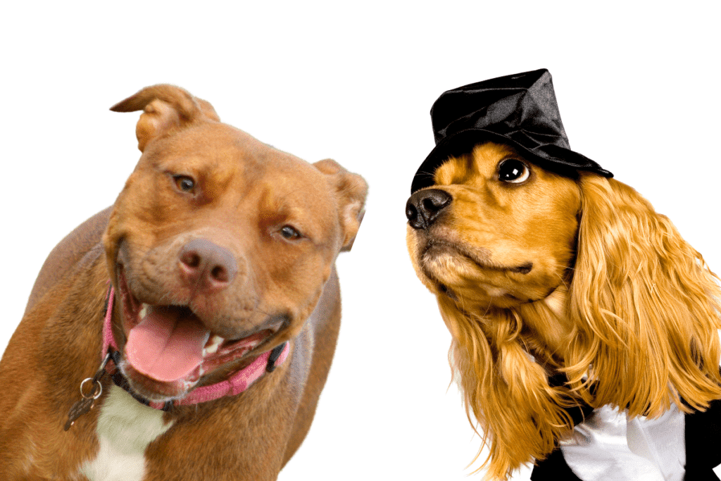 Pitbull-cocker-spaniel-mix