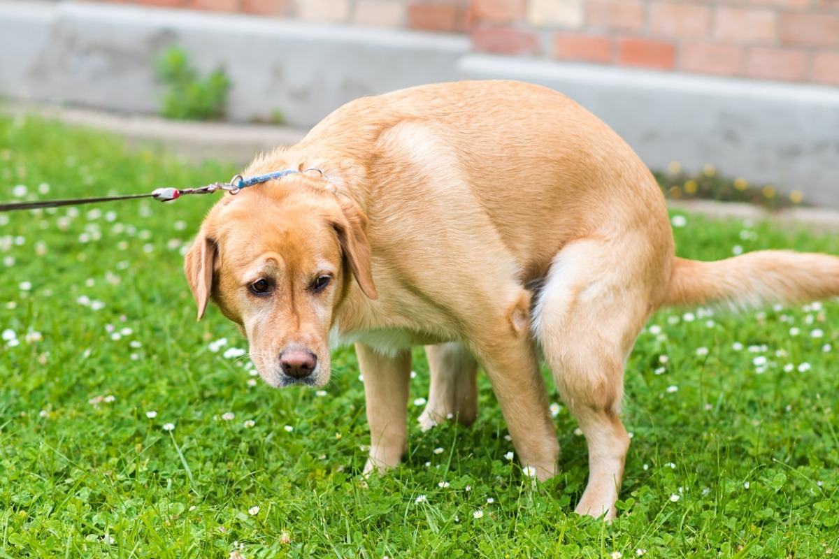 how-to-help-dog-poop-solid