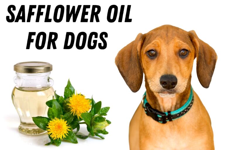Safflower Oil For Dogs Is It Safe? (Benefits & Risks Explained)