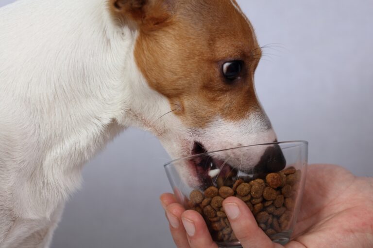 Can Dogs Live On Kibble Alone? (4 Benefits & How To Switch)