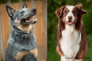 Blue Heeler Aussie Mix