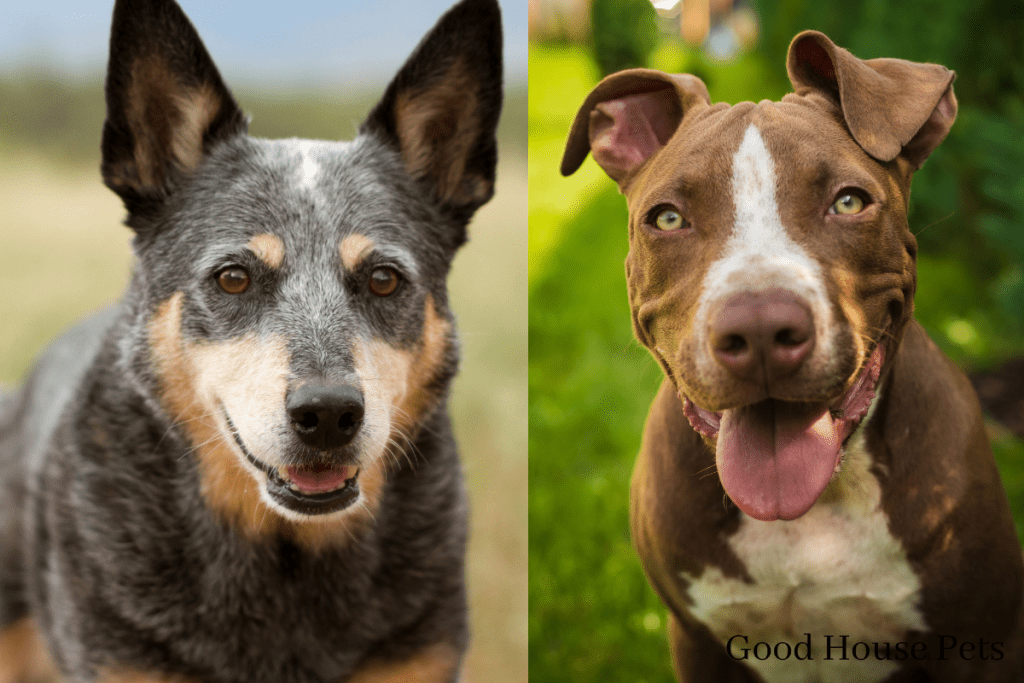 Blue Heeler Pitbull Mix