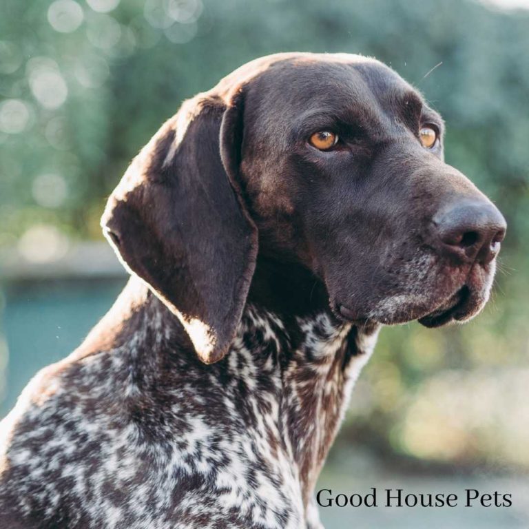 Pointer Pitbull Mix A Guide About This Mixed Breed