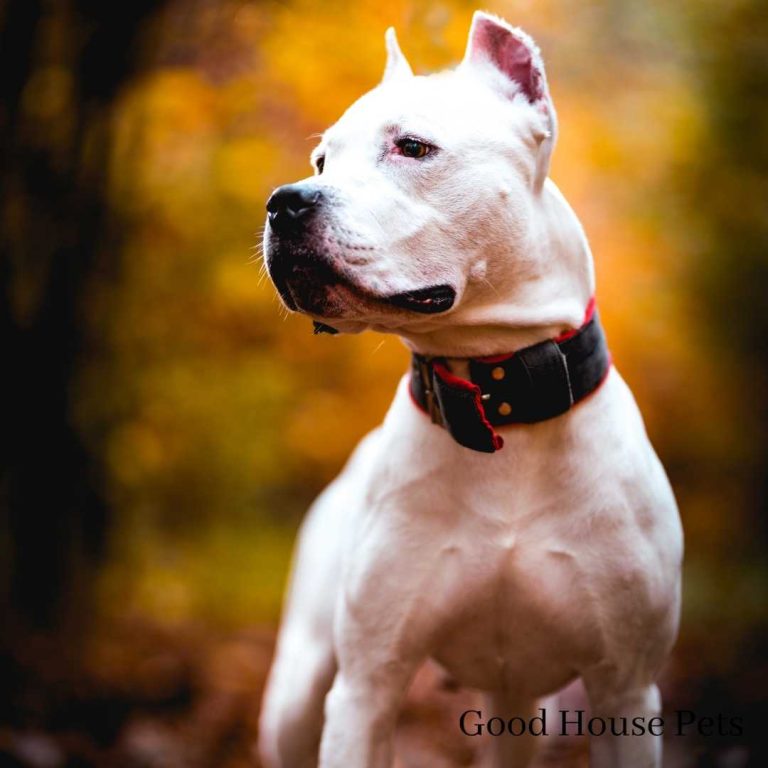 Help! My Dog Has Diarrhea At Night Only