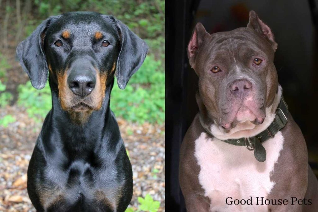 Doberman Pitbull Mix A Full Guide