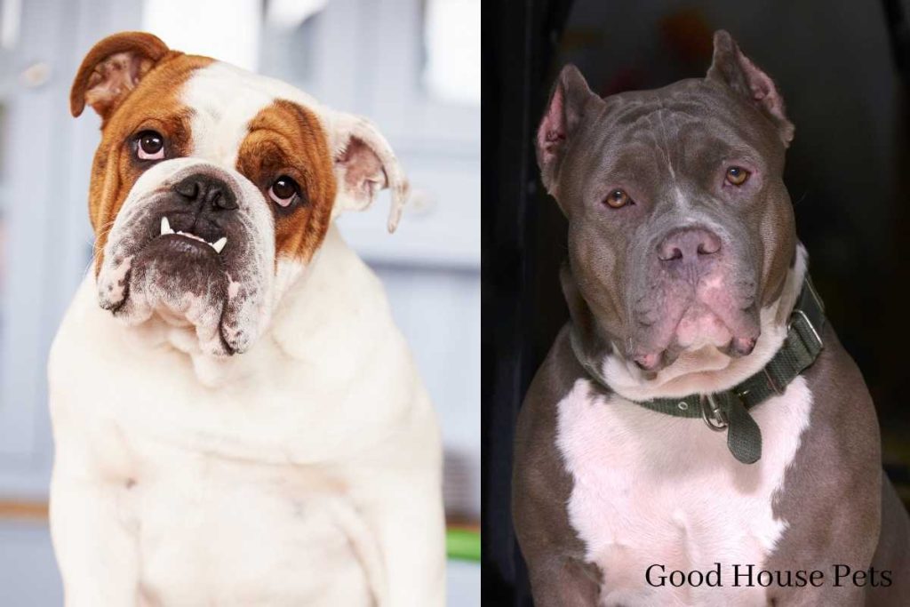 American Bulldog Pitbull Mix