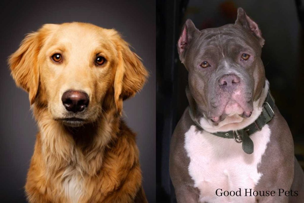Golden Retriever Pitbull Mix
