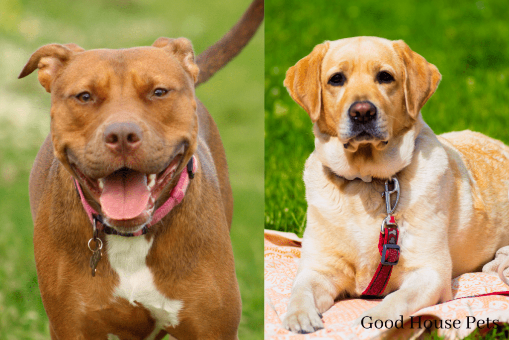 Pitbull Labrador Mix