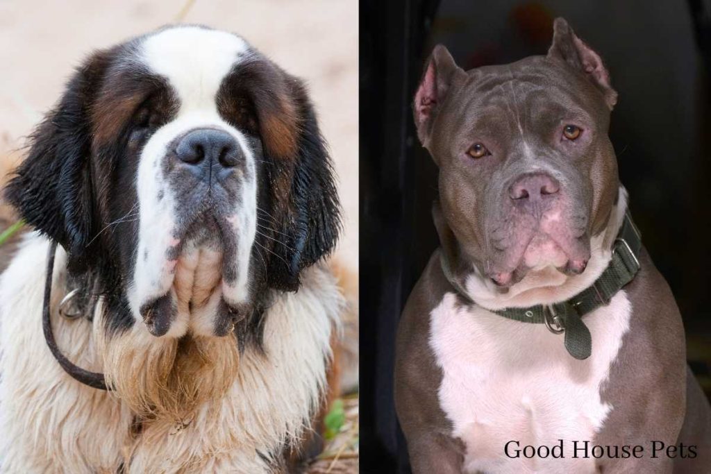 St. Bernard Pitbull Mix