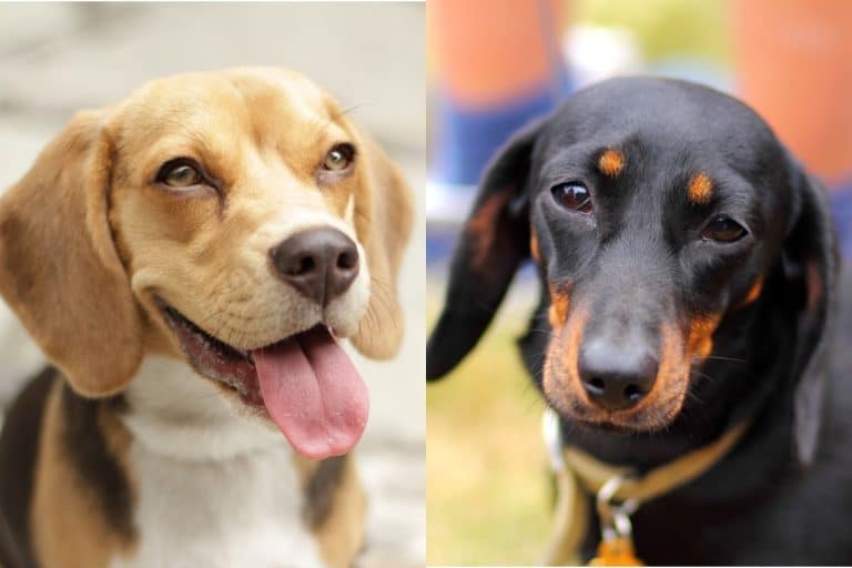 Beagle Dachshund Mix: A Complete Guide To The Doxle