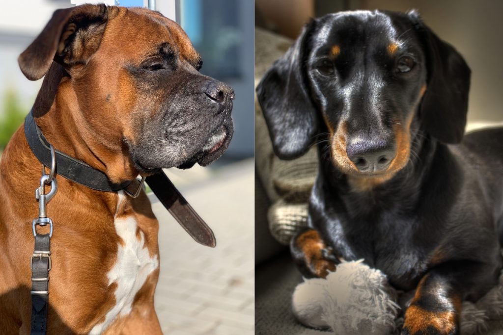 Boxer Dachshund Mix Breed Info And Facts About The Dachxer