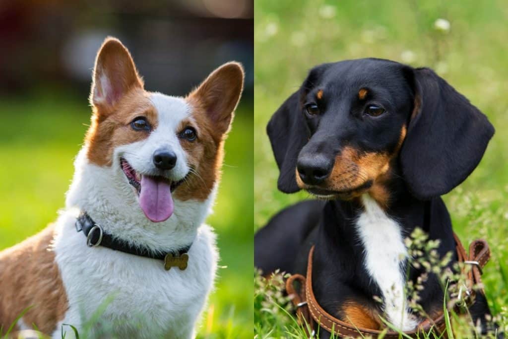 Dachshund Mix Info, Pictures, Facts & FAQs