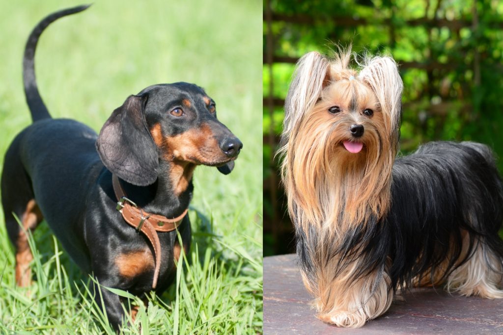 Dachshund Terrier Mix Meet This Adorable Terrier Hybrid