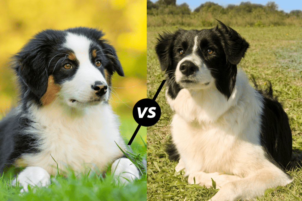 English Shepherd vs Border Collie