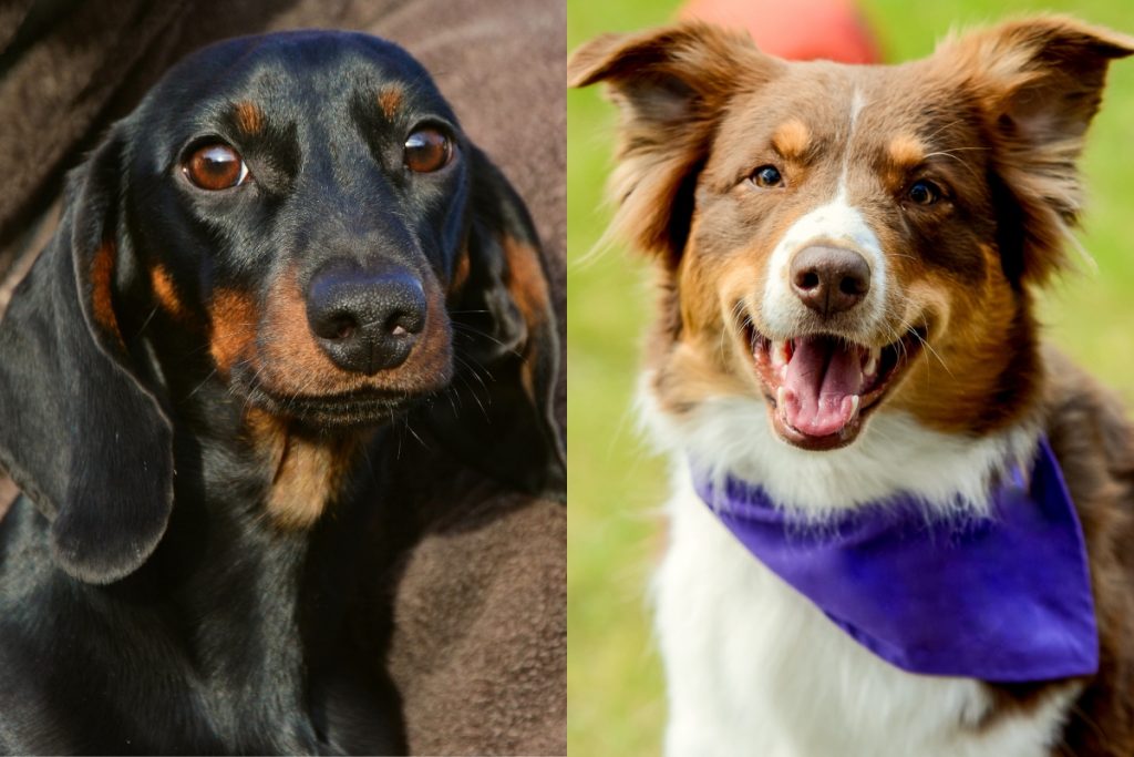 Dachshund Australian Shepherd Mix The Ultimate Guide