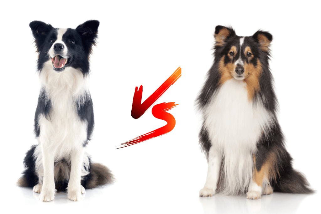 collie vs border collie