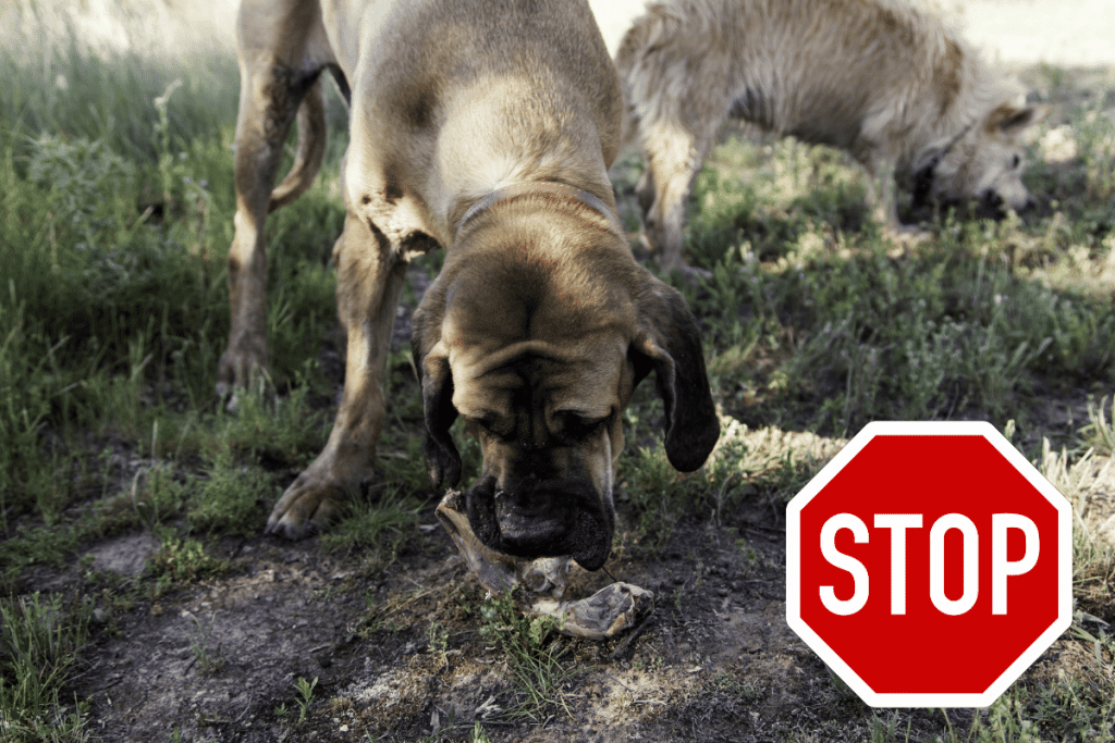 How To Stop My Dog From Eating Everything