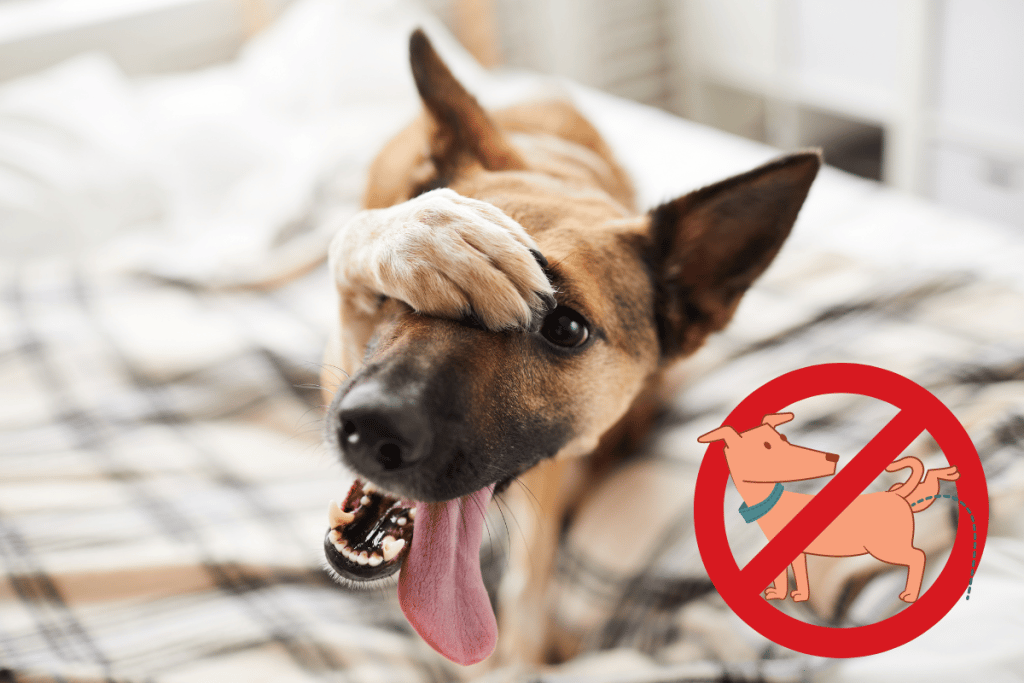 How To Stop My Dog From Peeing On My Bed