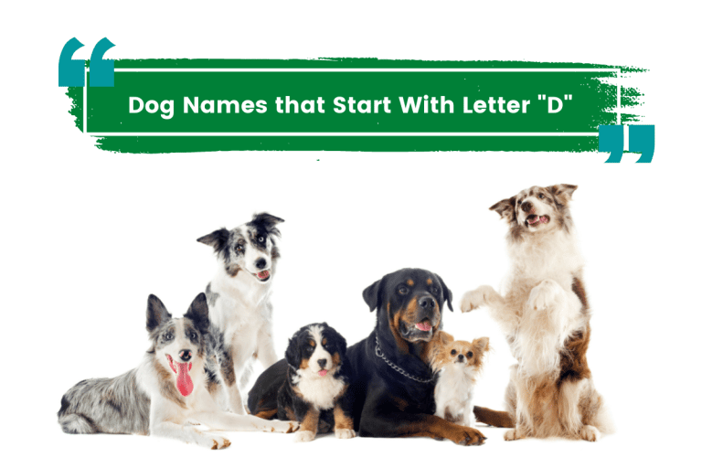 Dog Names That Start With Letter D