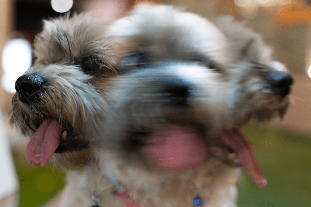 Why Does My Dog Keep Shaking His Head? (6 Possible Reason)