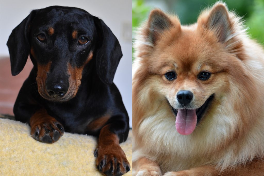 Dachshund Pomeranian Mix A Complete Guide This Beautiful Hybrid