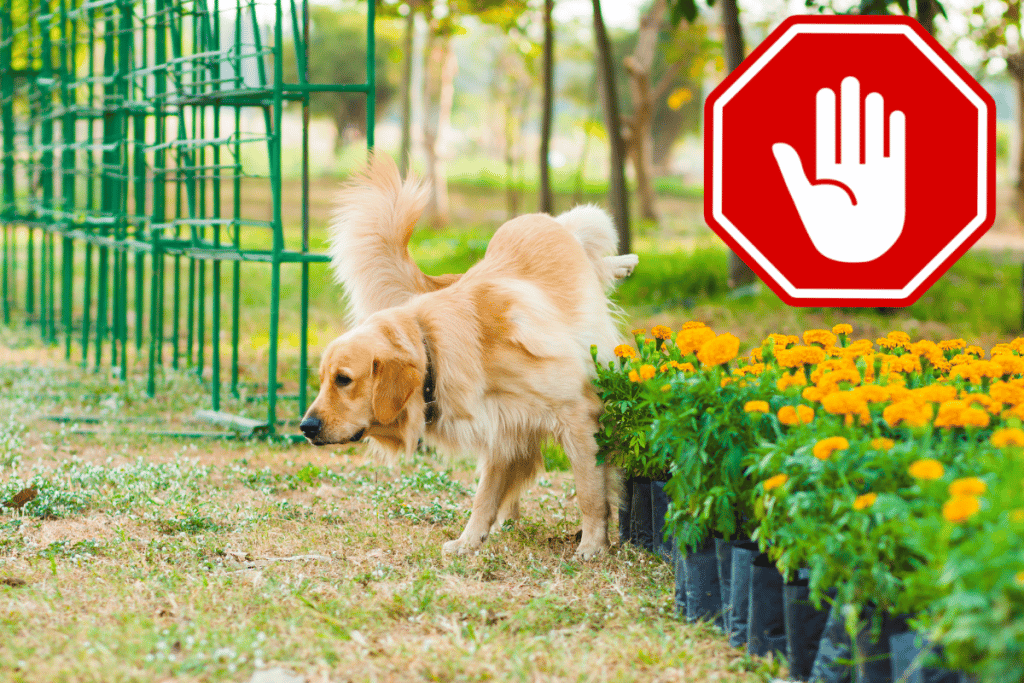 how to stop neighbors dog from peeing in my yard