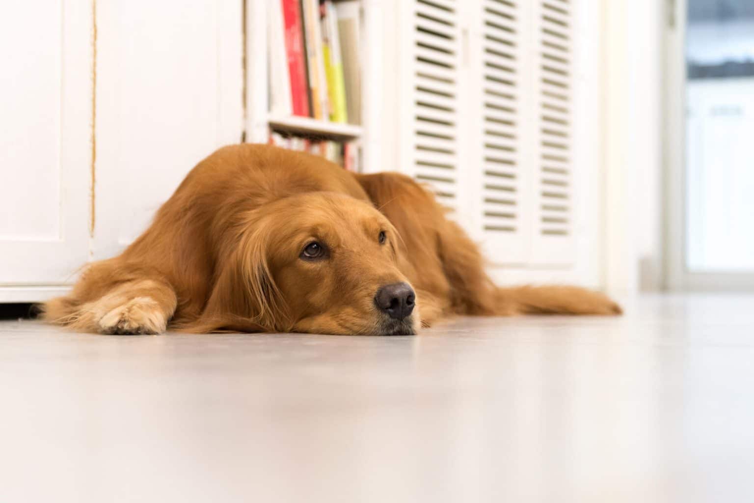 Dog’s Balls Are Black Why And When To Worry?