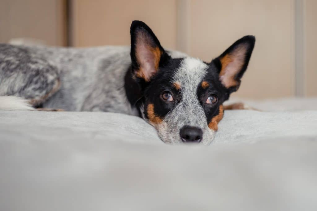 blue heerler dog laying on couch