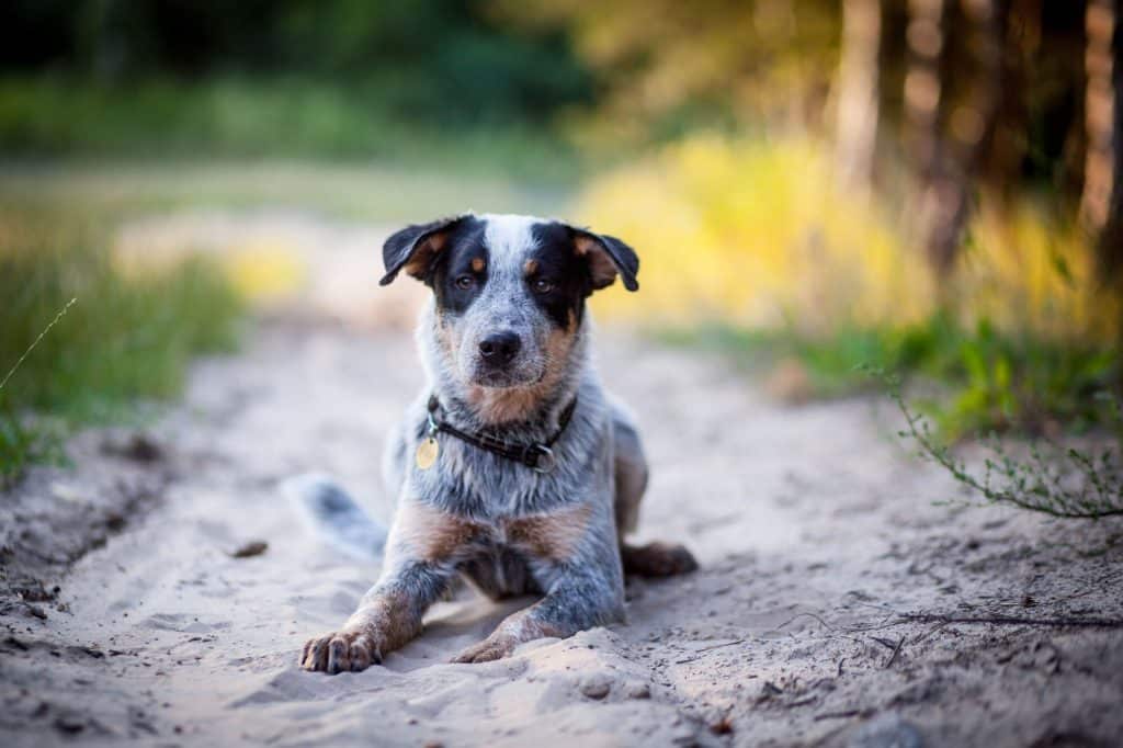 Blue heeler doc laying on the ground in the park