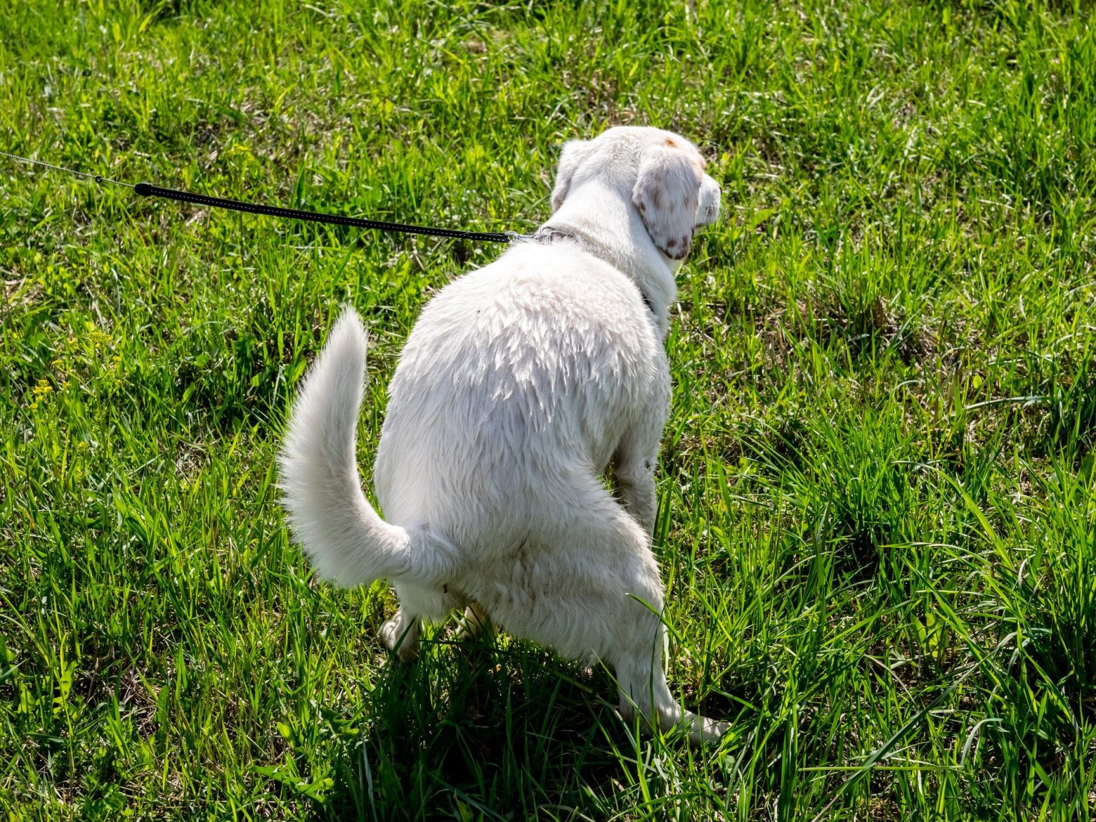Why Is My Dog Pooping Liquid 