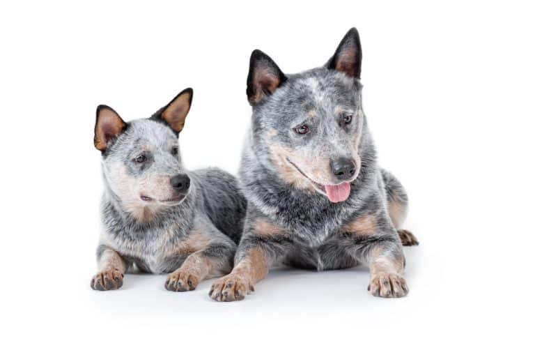Mini Blue Heeler Vs. Standard Heeler How Different Are They?